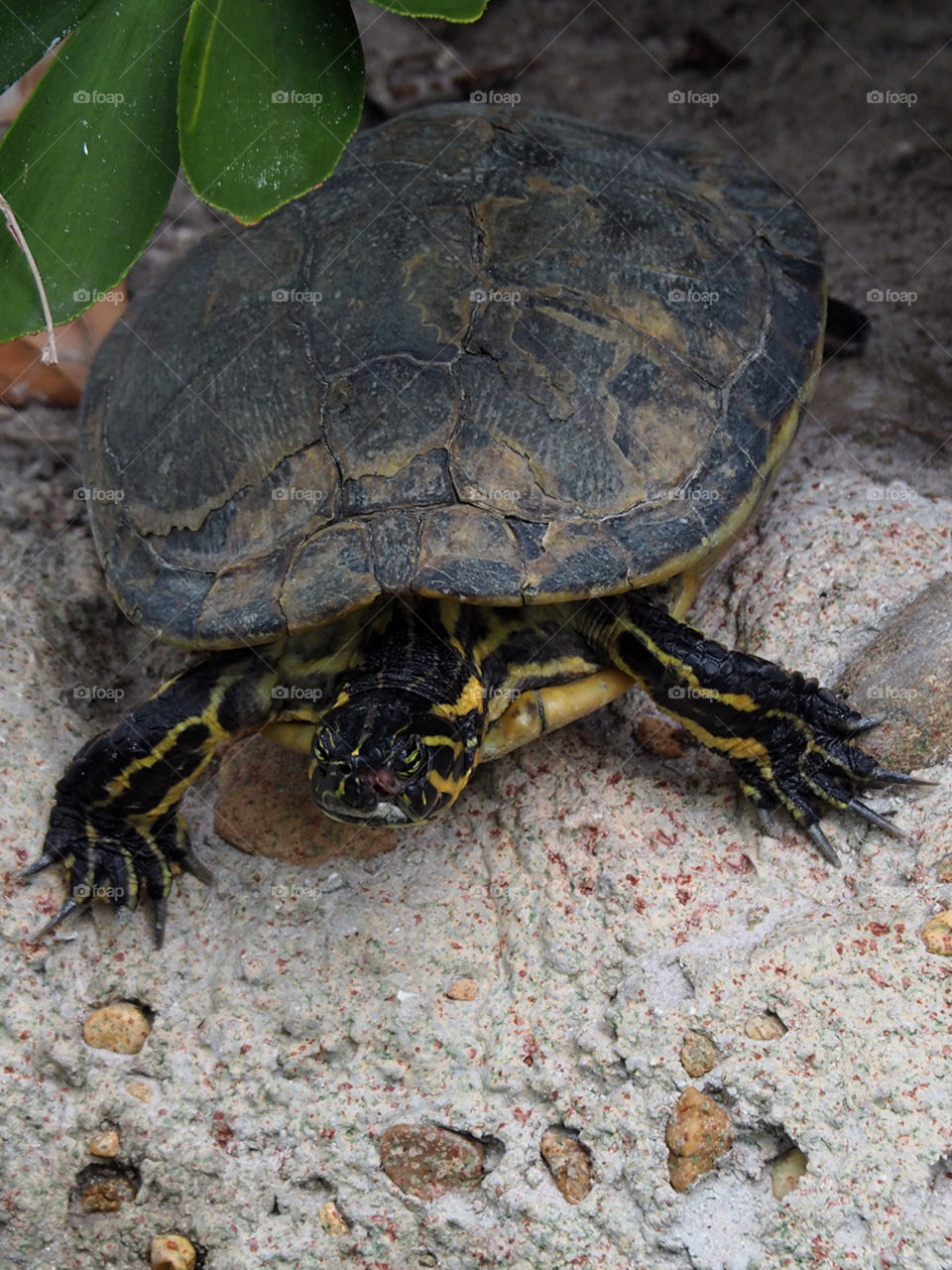 Peninsula Cooter Turtle . Peninsula Cooter Turtle on ground in Florida 