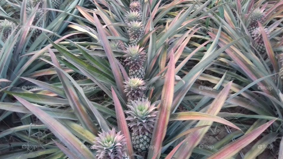 pineapple garden