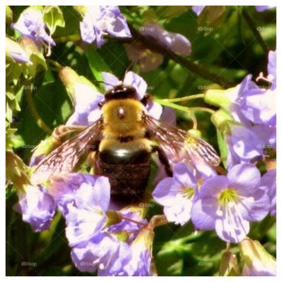 Bumblebee Bzzz