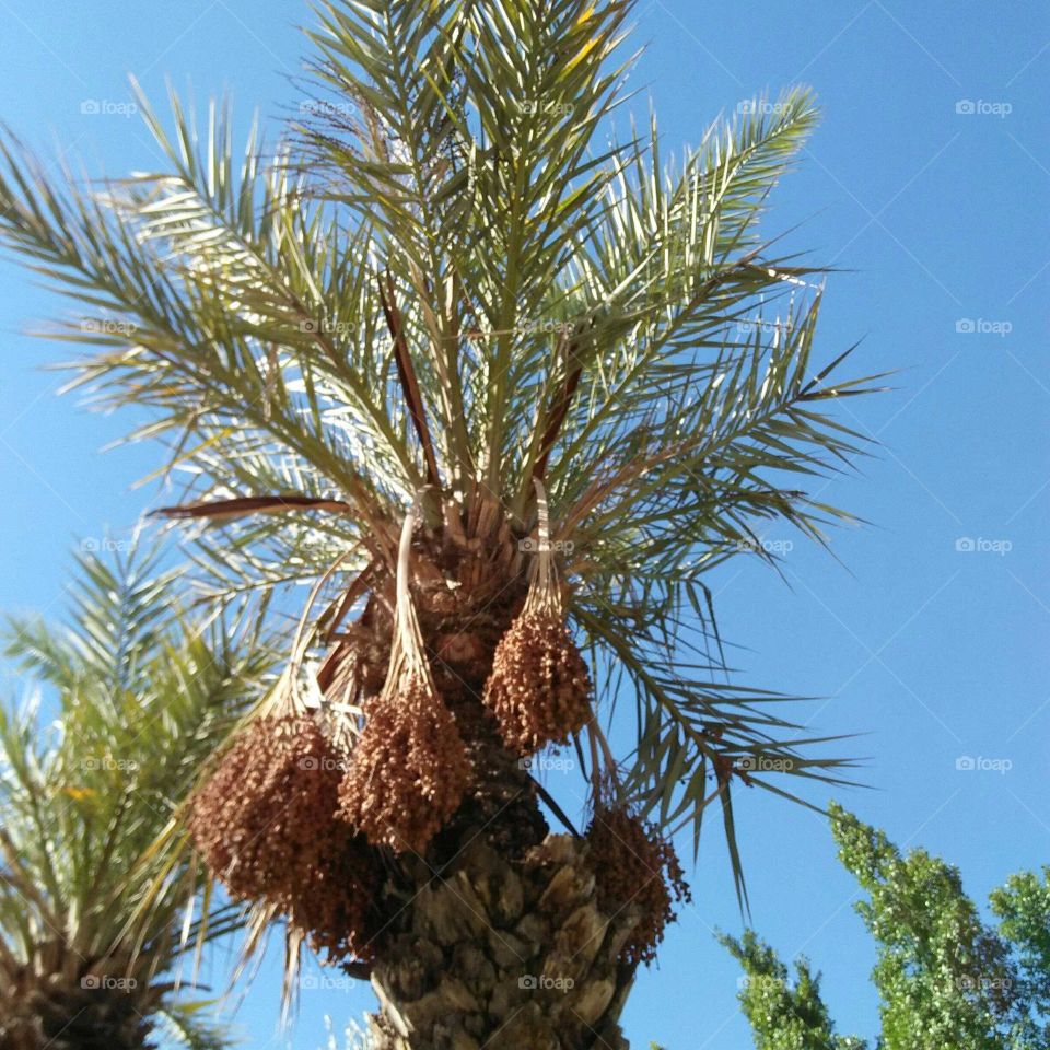 Beautiful palm trees embraced blue sky at marrakech city in Morocco.