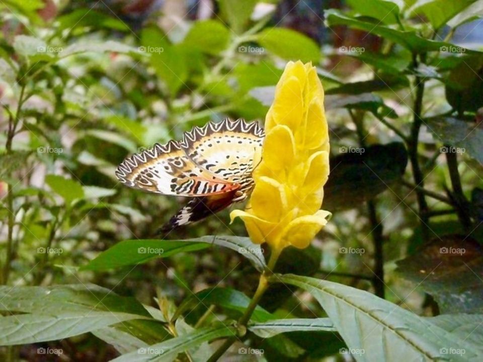 Butterfly Landing 