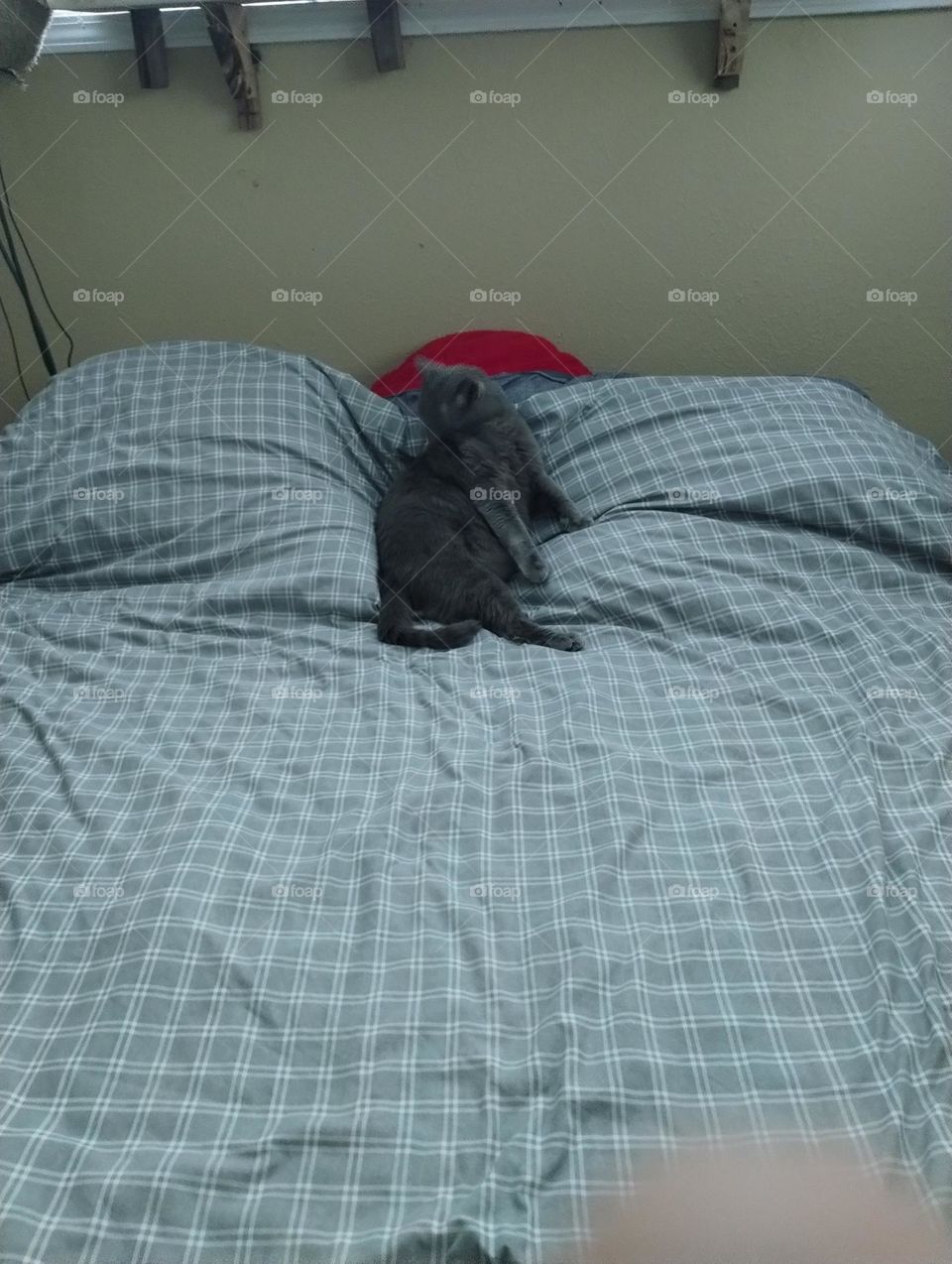 sexy cat on a bed
cat wants pussy
cat in love
bed cat
horney kitty
I'm here kitty
bad kitty