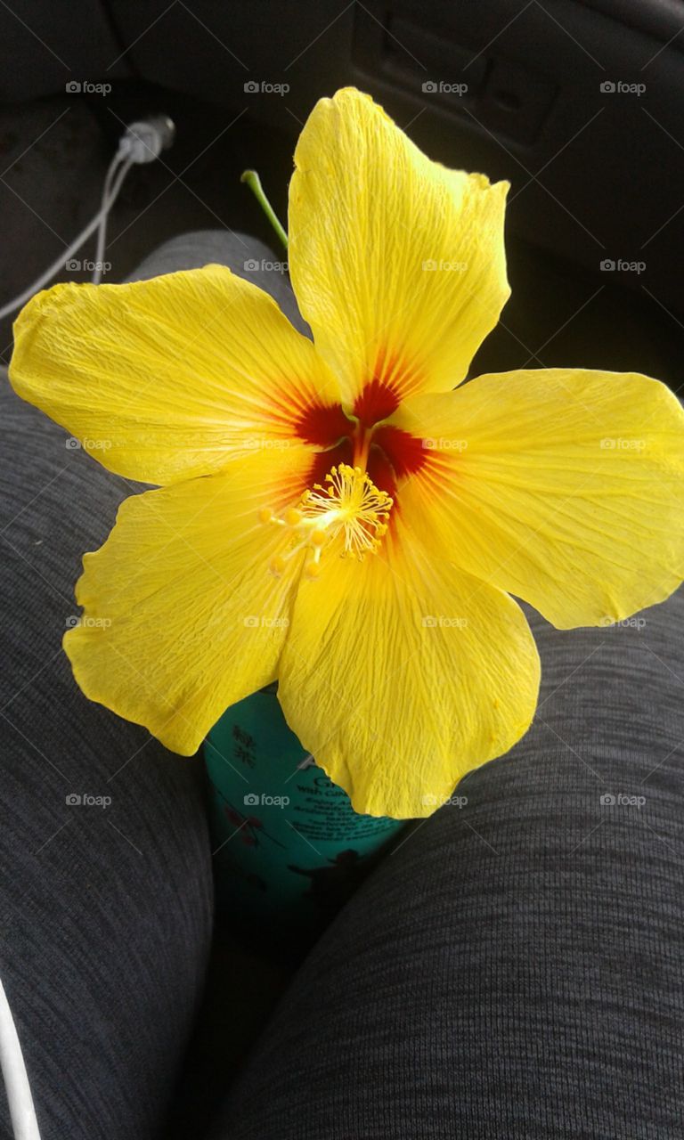 Yellow hibiscus