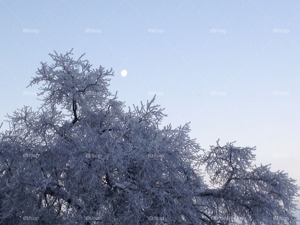Moon peaking over snowy tree