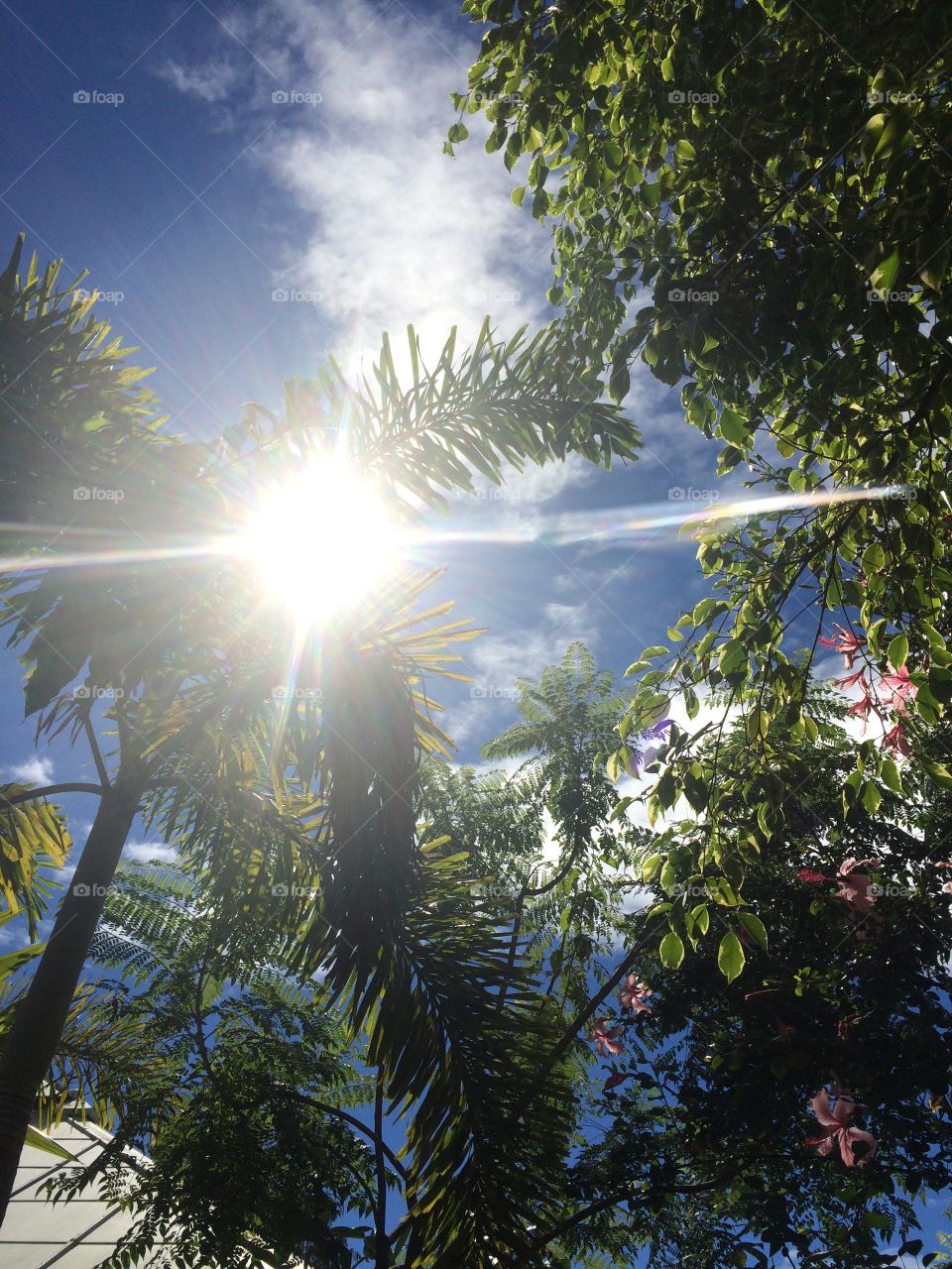 Looking up for the sun