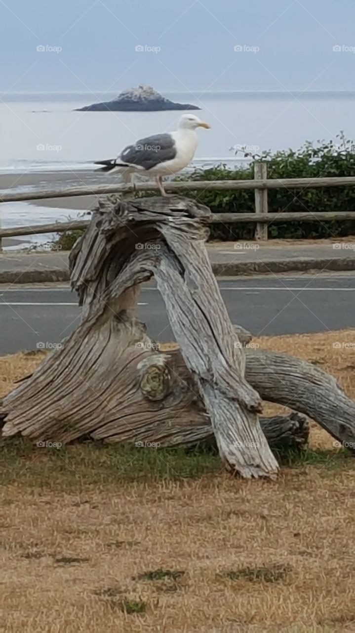 Seagull Perched on Driftwood