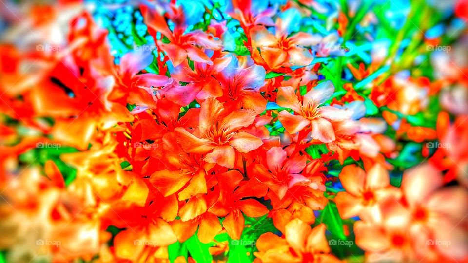 COLOURFUL FLOWERS