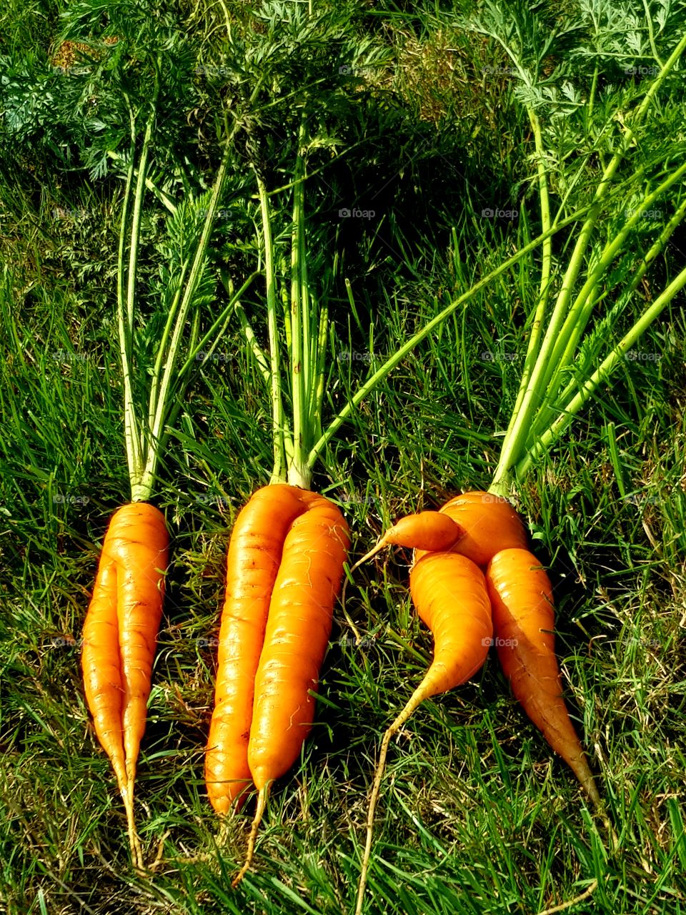 Carrots on grass