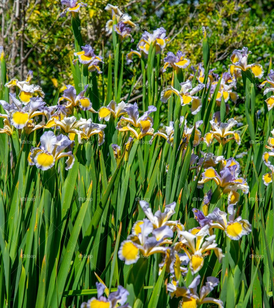 Field irises