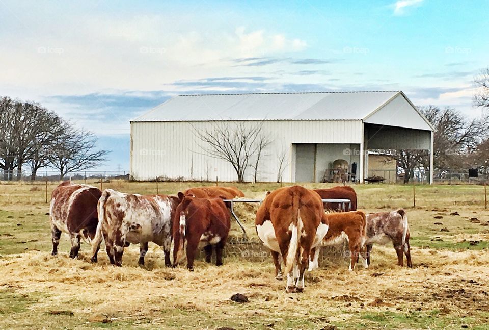 Cows at the hay ring. 