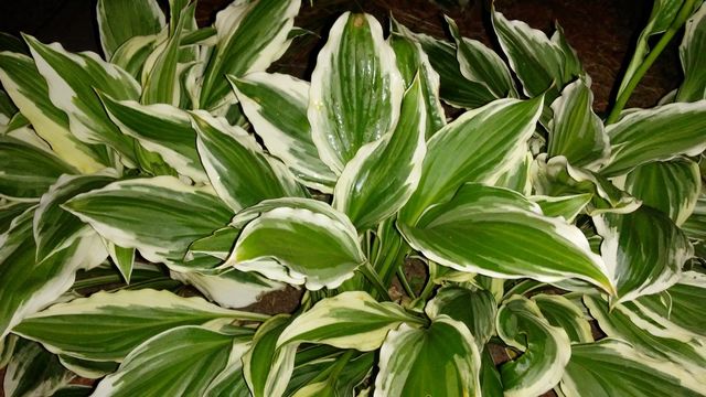 leaf