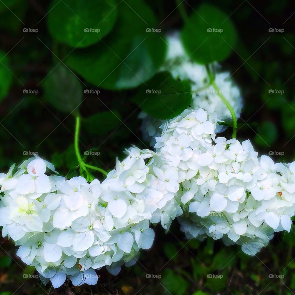 Lush Hydrangeas. Lush, white hydrangeas blooming in July.