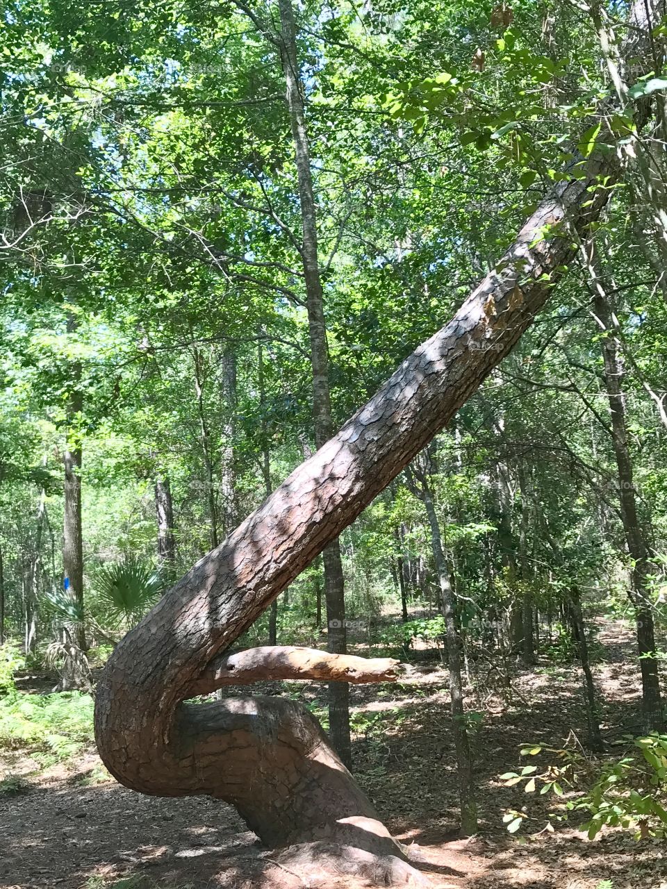 Twisted tree trunk