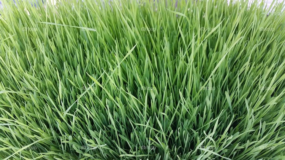 Patch of grass. Green grass