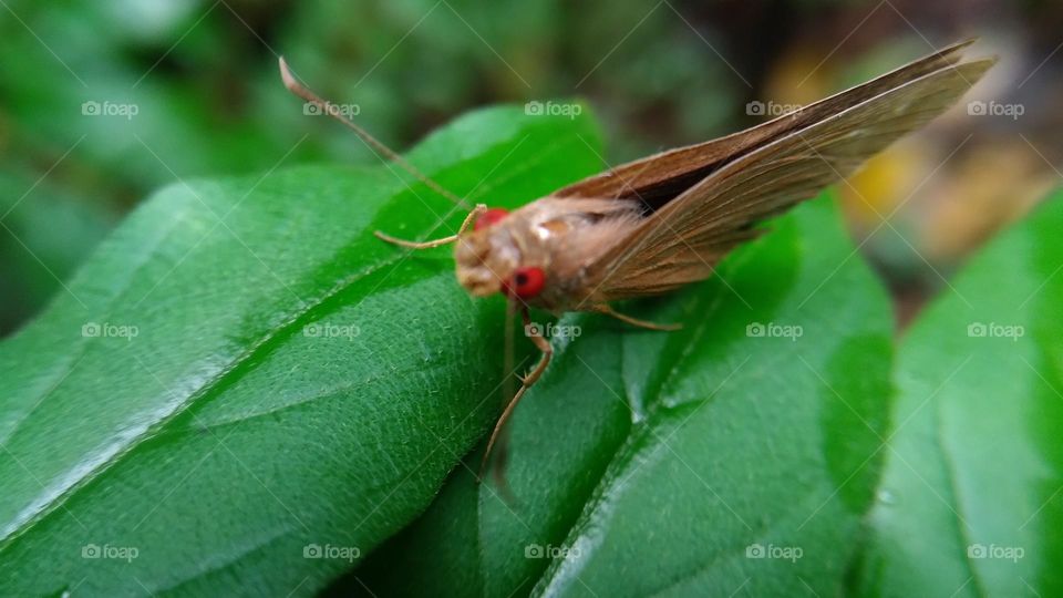 A beautiful butterfly with red eyes perched on a leaf