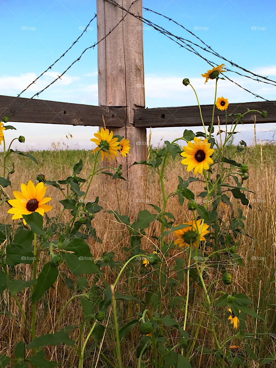 Sunflower fence 