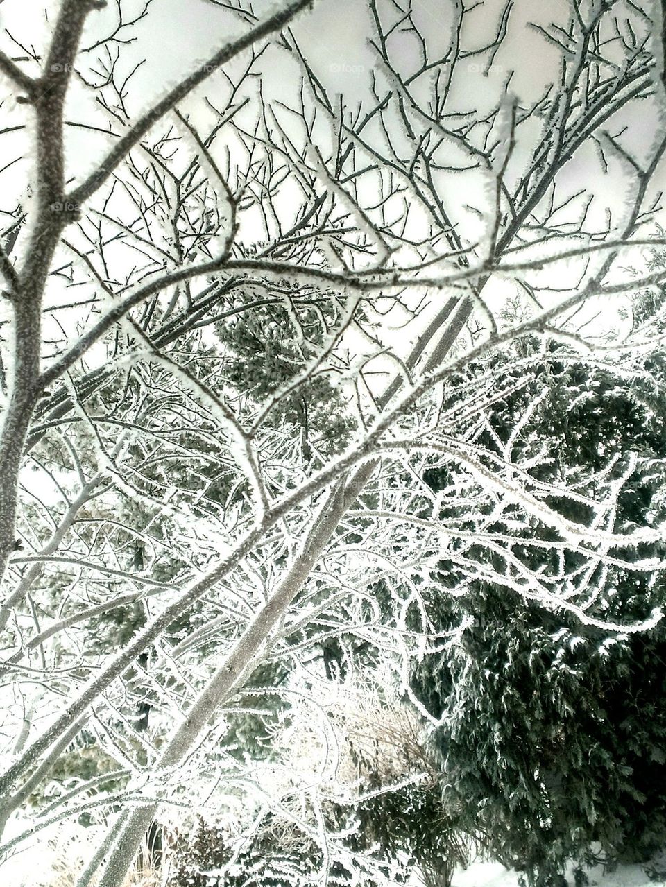 Frosty Branches