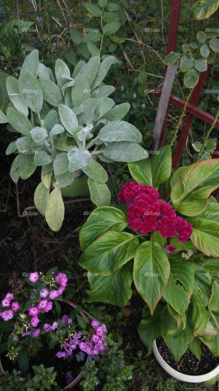 Celosia and Lambs ear looking splendid together with a little Phlox thrown in for color