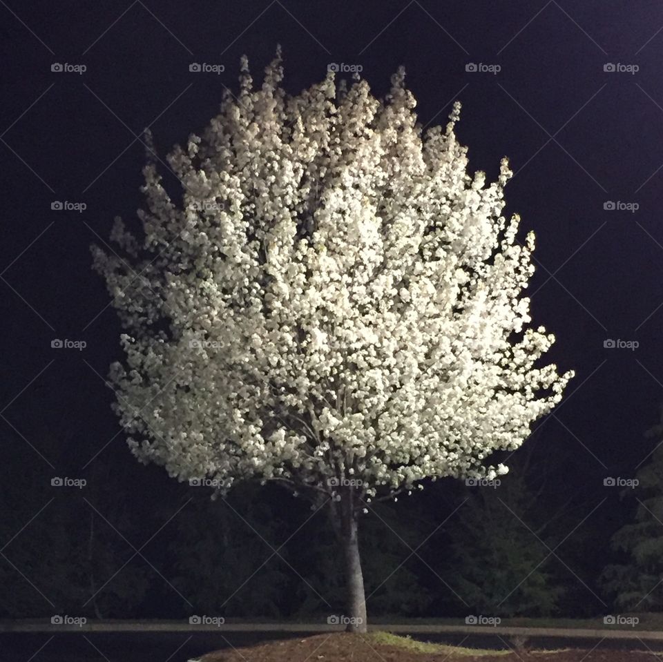 Pear Tree in the Spring at Night in the Target Parking Lot 2
