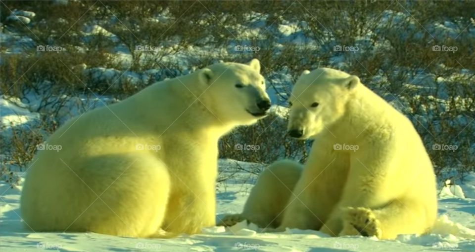 The Beautiful Couple Bear