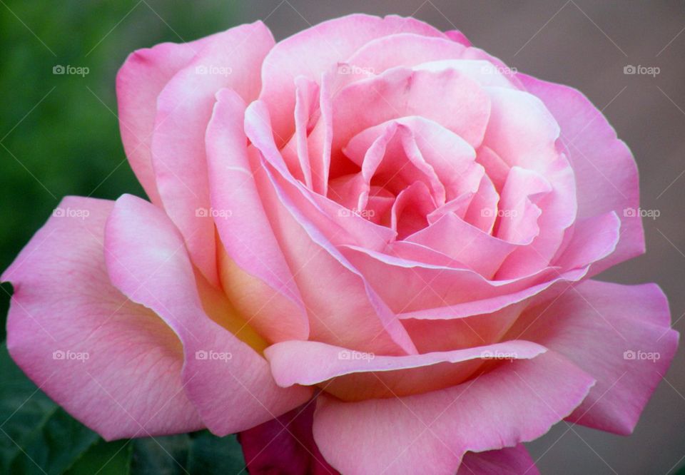Perfect Soft Pink Rose