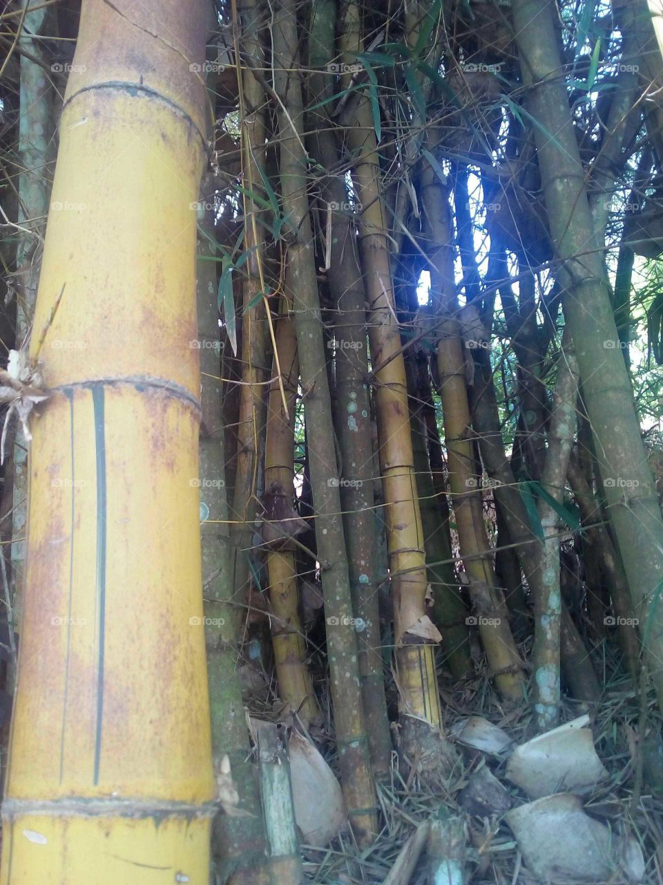 Bamboo