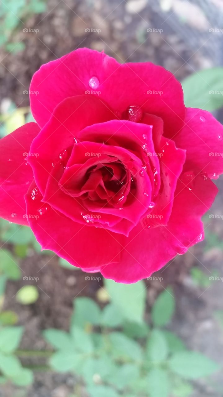 Freshy rose by my Mom who loves all kind of roses. Well, seeing from how beautiful this rose is, yes, she really take a good care of plants