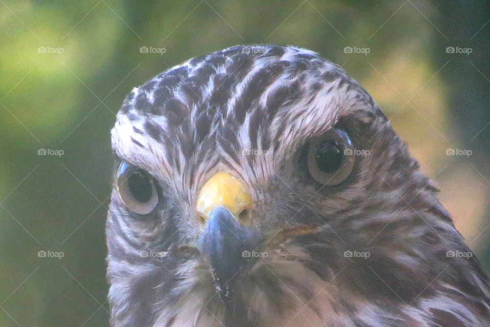 Hawk closeup