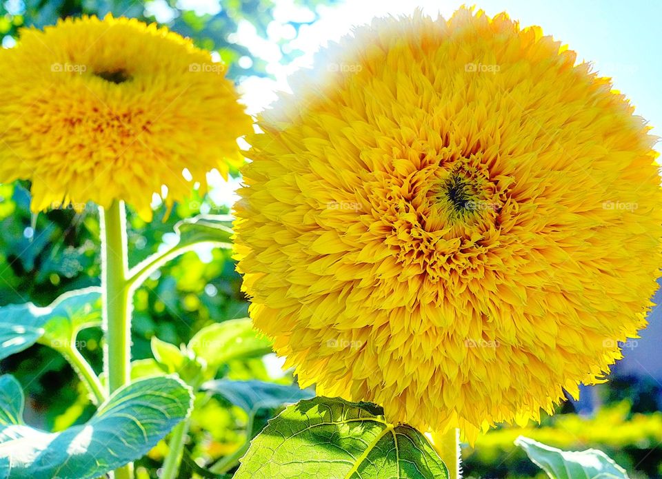 Teddy Bear Sunflowers in Napa Valley