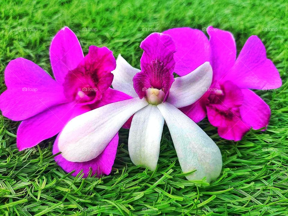 take pictures of flowers