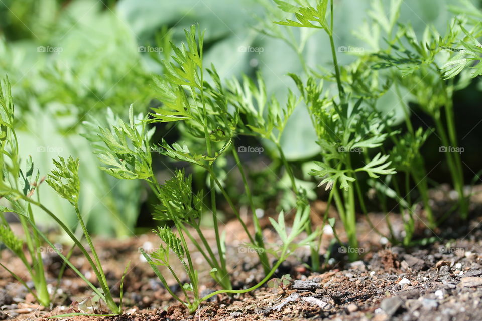 fall carrots, start in late summer