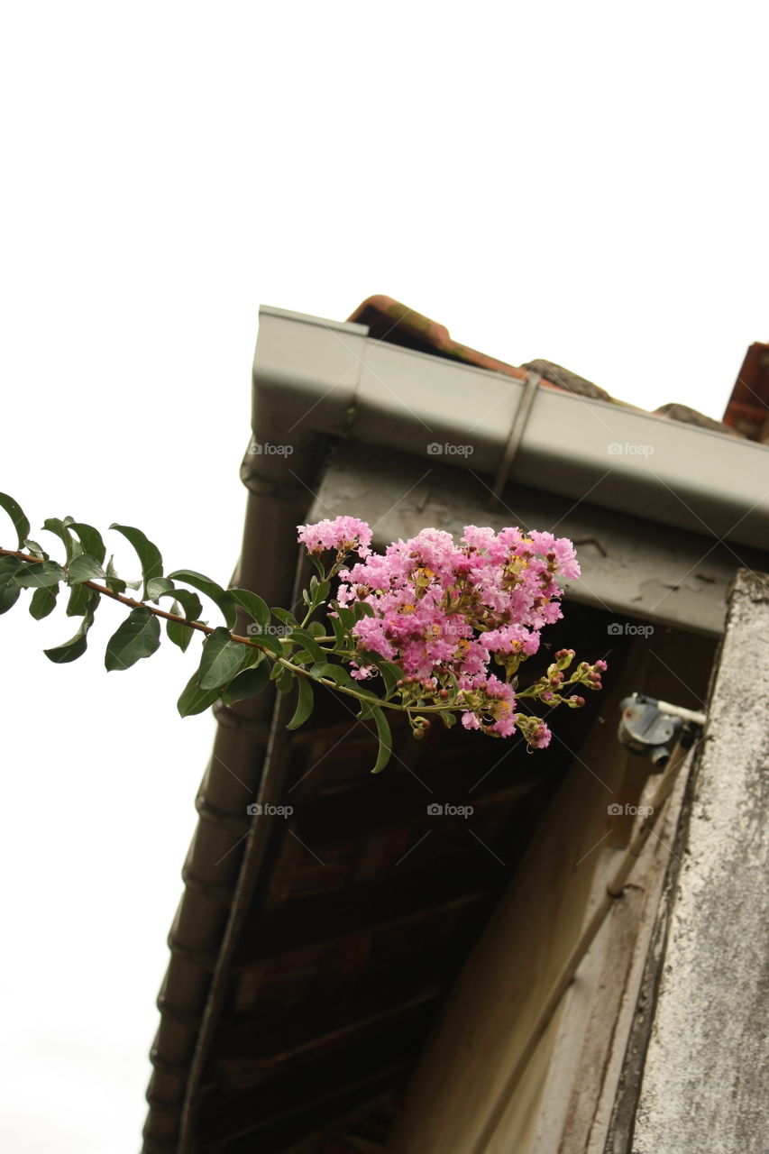 Pink Flower Foreground, Roof Background, Angle. Sri Lanka. July 2010.