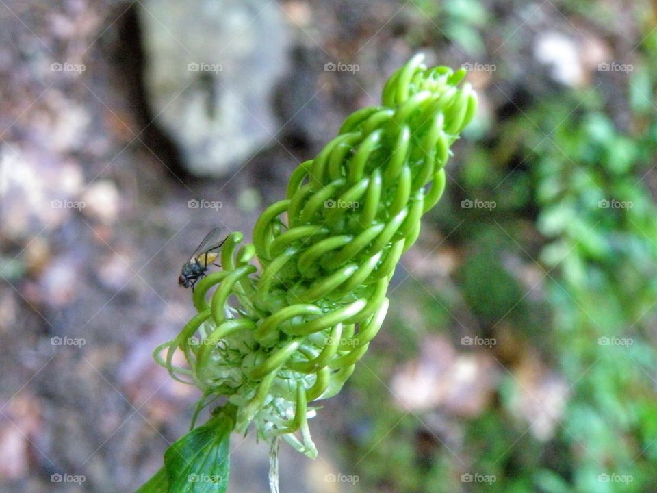 Insect on green plant