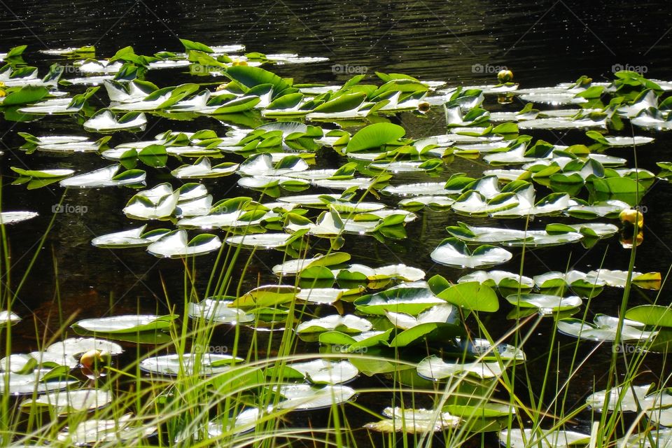 Lily pads on a lake