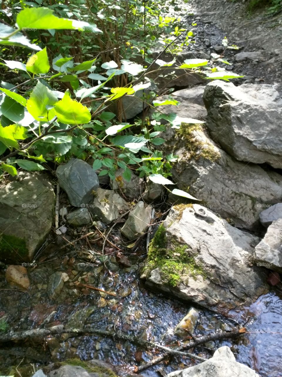 Water, Nature, Leaf, Rock, River