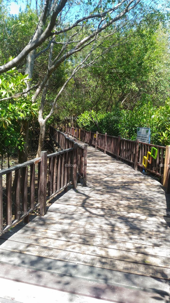 mangrove forest park