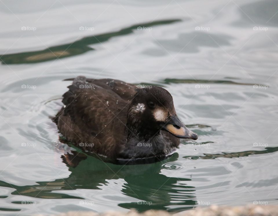 Duck floating on lake