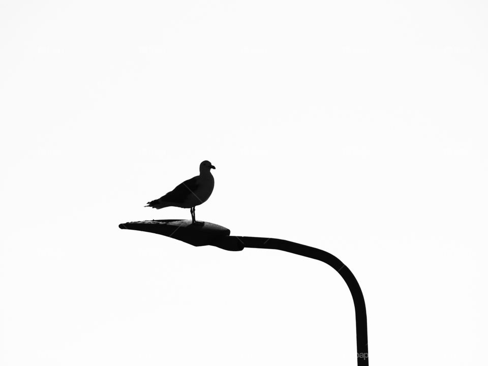 Seagull silhouette