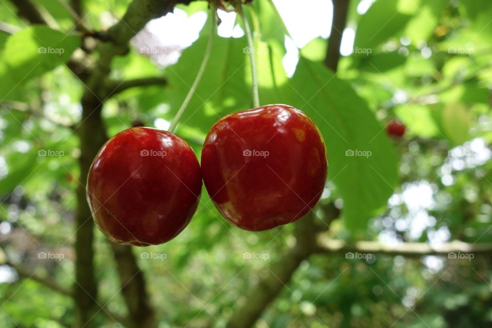 Cherries 