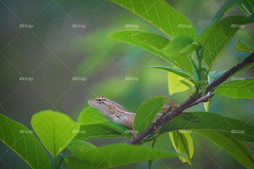 Lizard