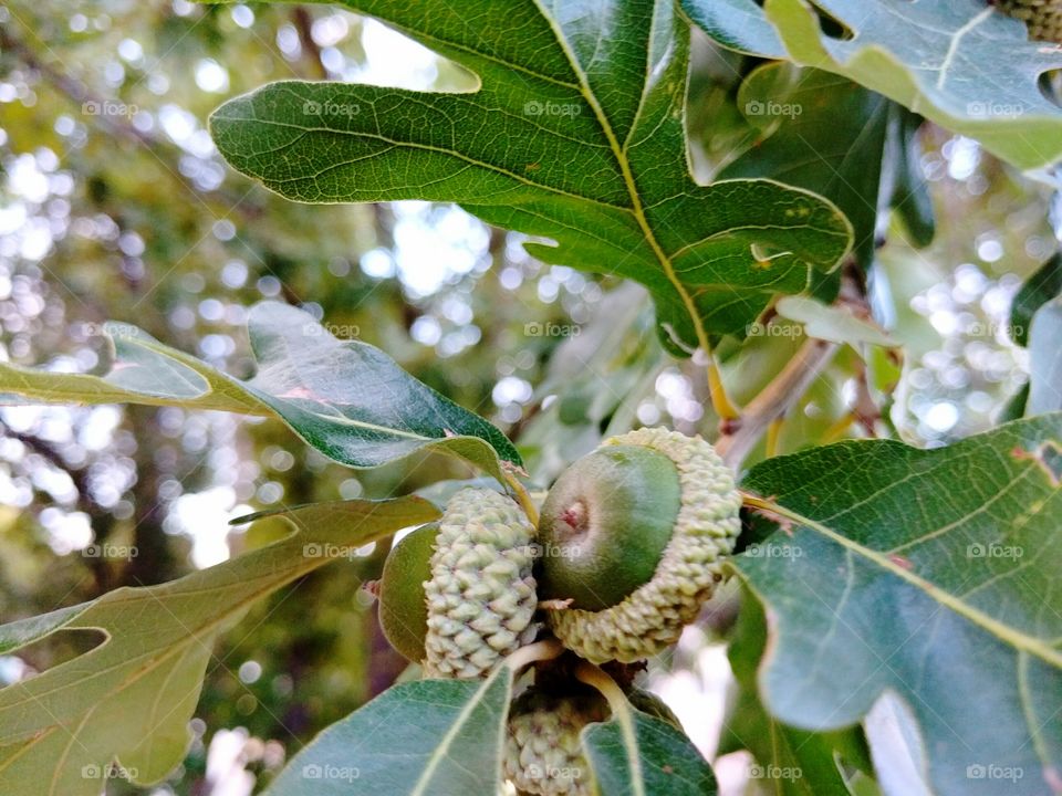 Ripening Acorns