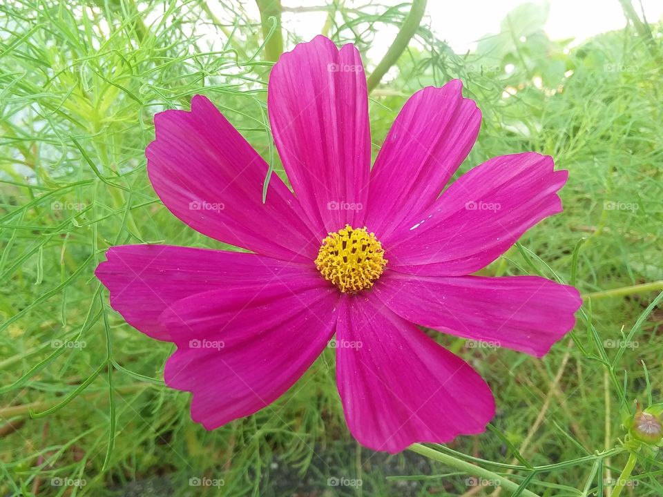 flower