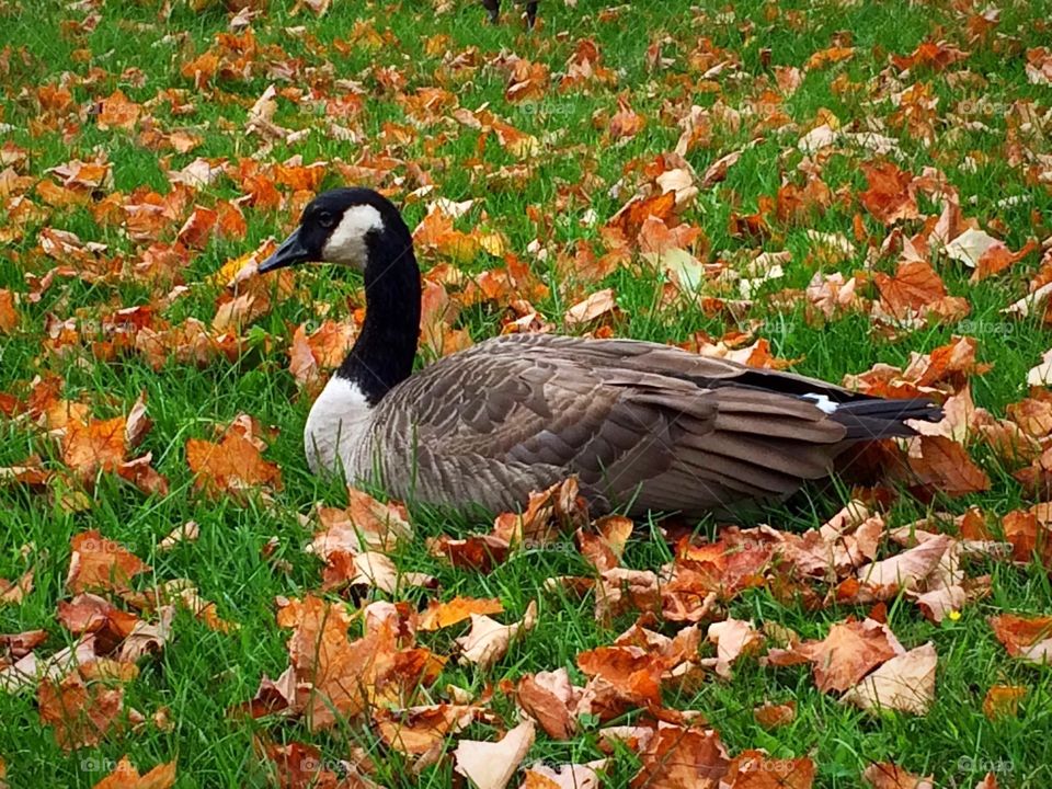 Canada geese 