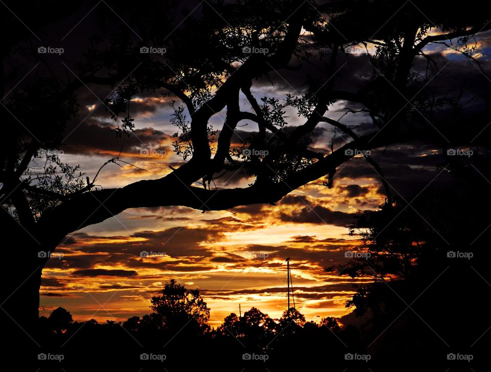 
Looking at the sunset through the forest. The sunset looked so beautiful today as it disappeared below the horizon