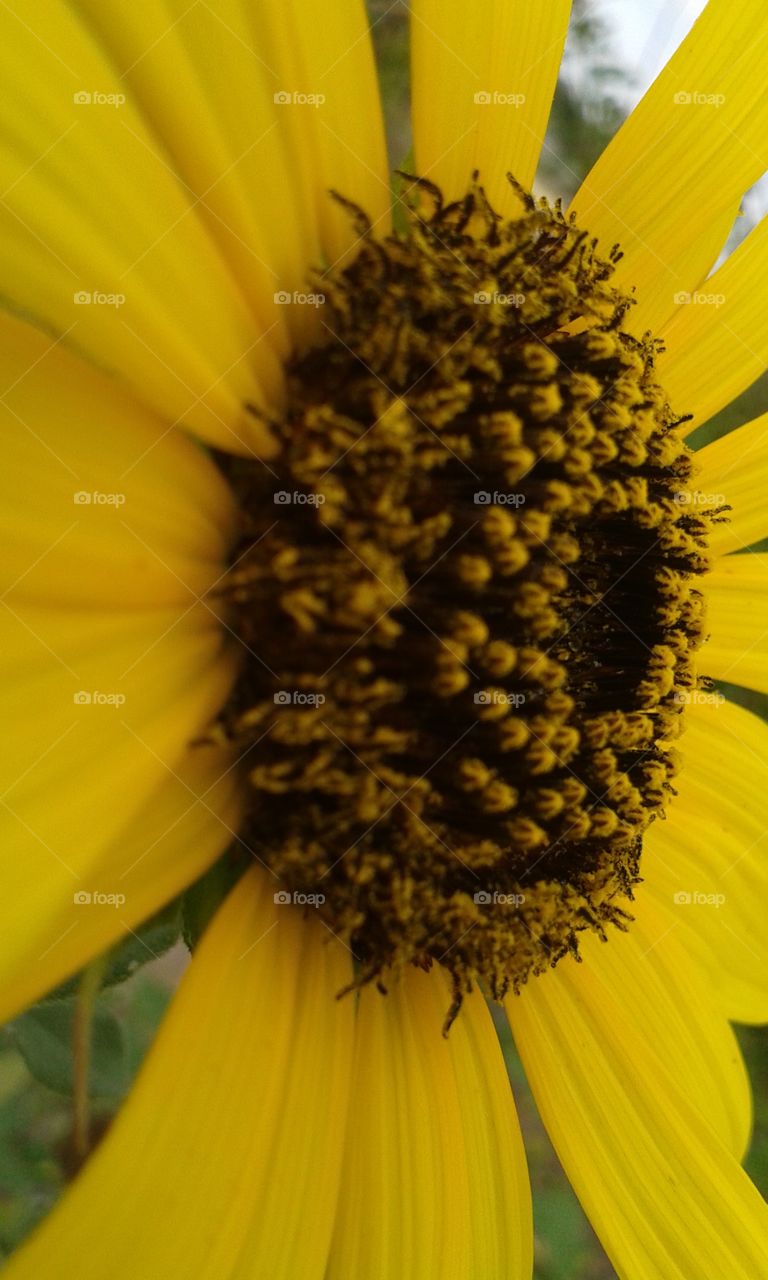 Textured Sunflower. up close and personal this flower becomes even more beautiful!