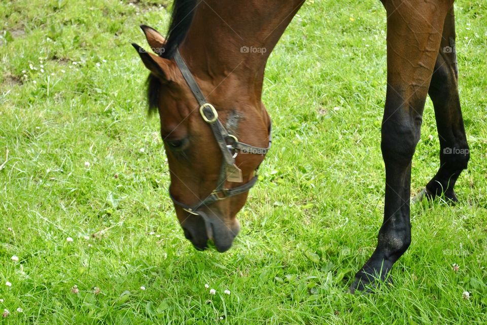 Horse face and feet