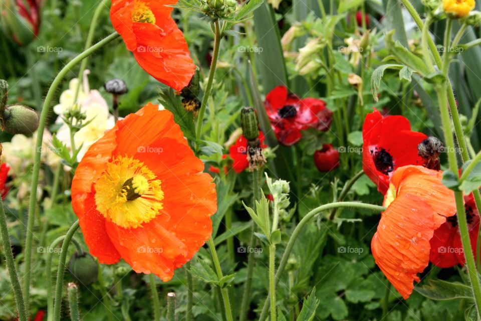 beautiful floral splendor