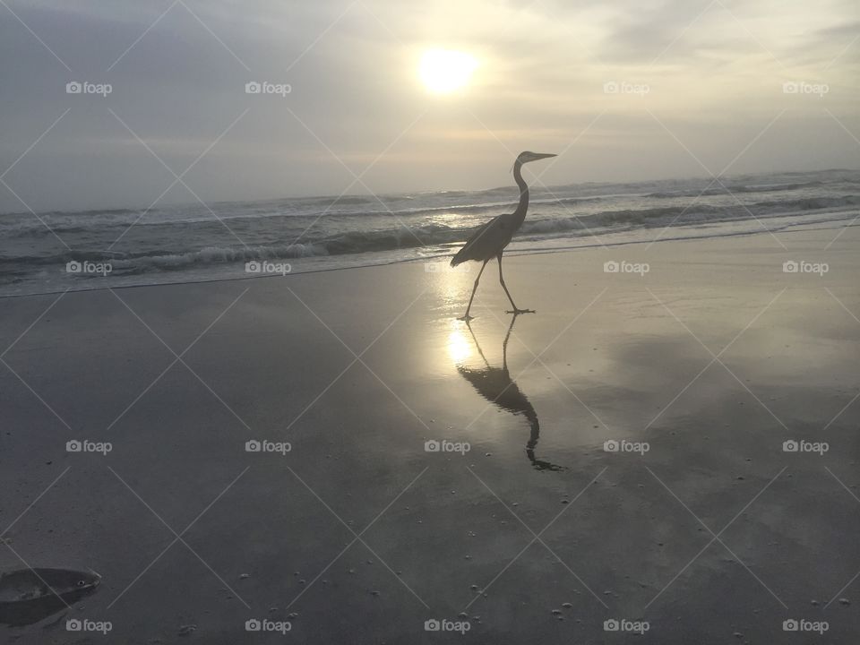 Sea big gray bird early morning on the beach sea ocean in Florida 
