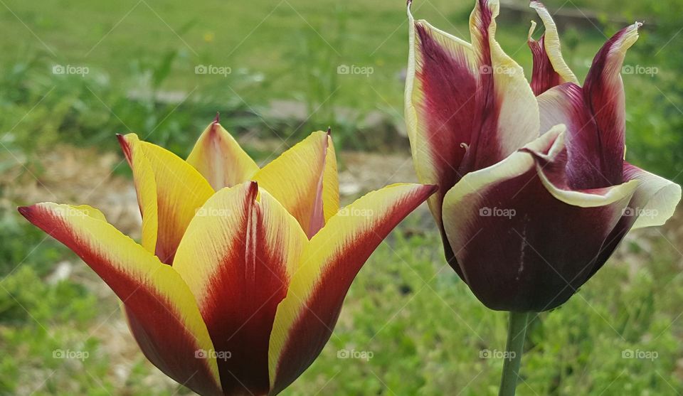 Beautiful flowers