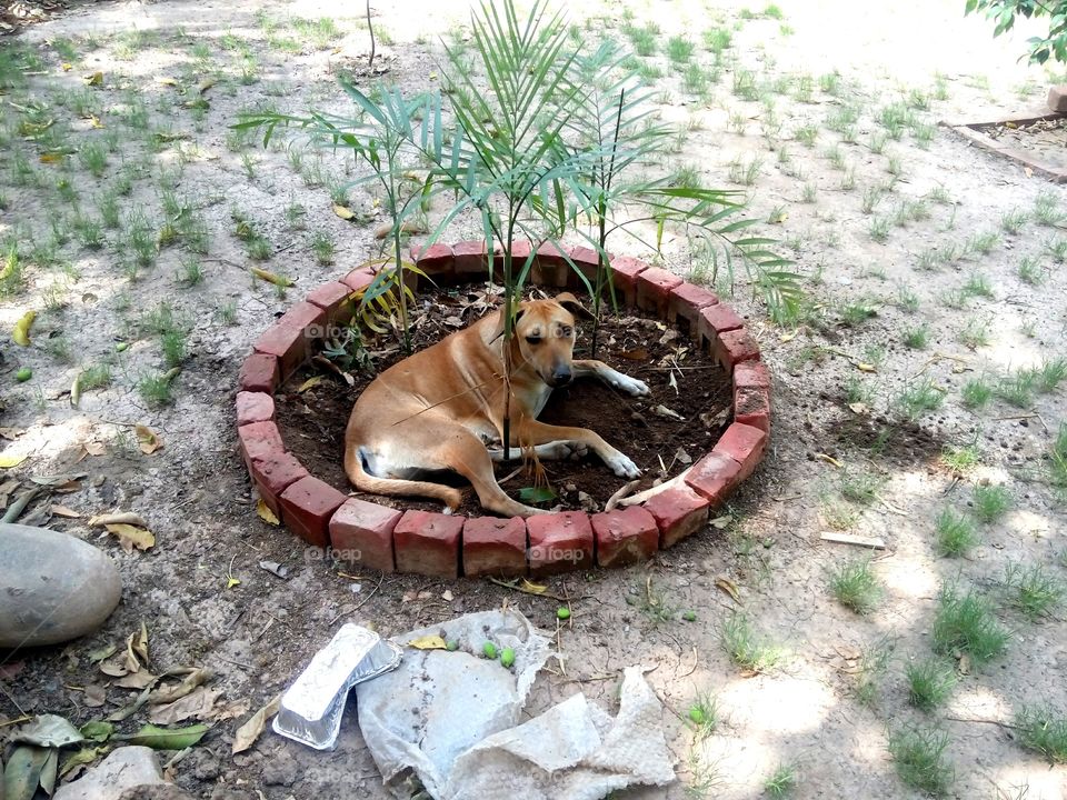 summer pet